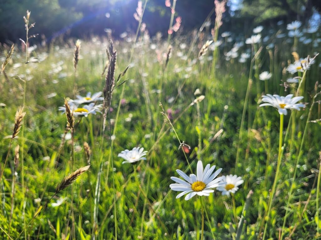 life in the weald