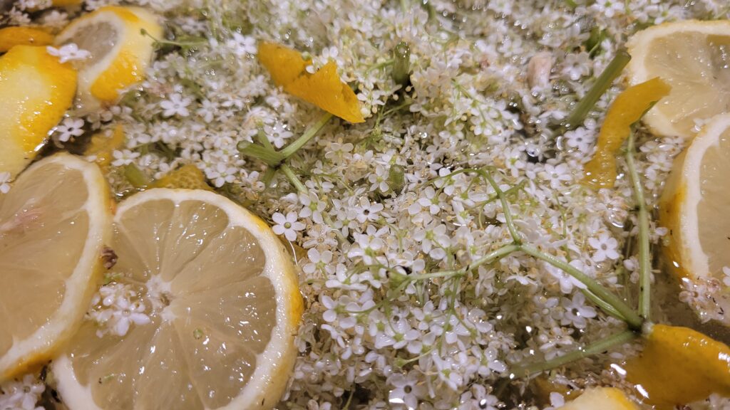 how to make elderflower cordial