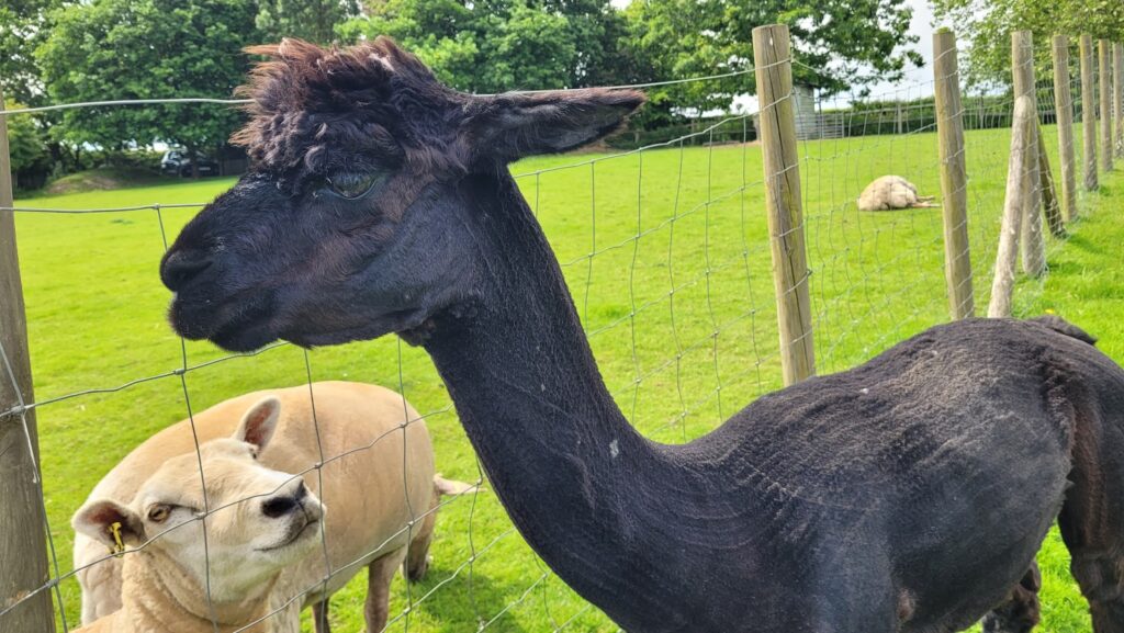 black alpaca and sheep - fisherwood farm