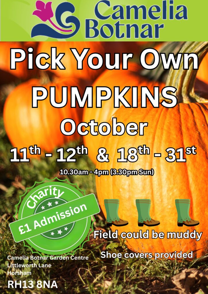 558904865 1533137302151771 5487639116614528888 n