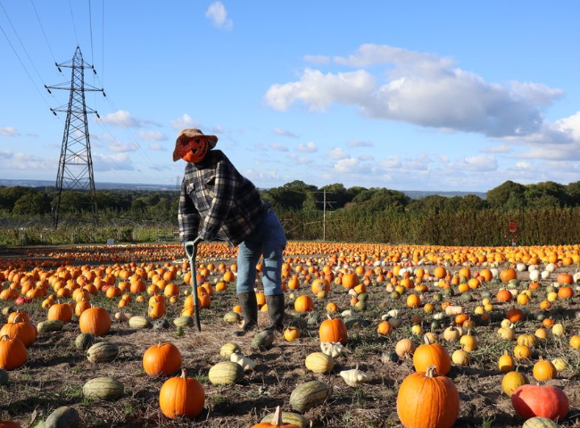 pumpkin picking lower ladysden farm