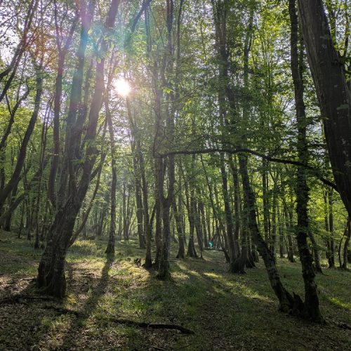 high weald national landscape
